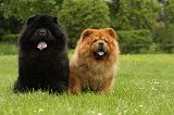 CHOW CHOW 550